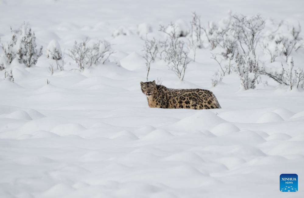 Seekor harimau bintang salji dilihat di tempat peranginan Lianbao Yeze di kaunti Aba, provinsi Sichuan, barat daya China, 12 April 2026. (Foto oleh Yongdan/Xinhua)