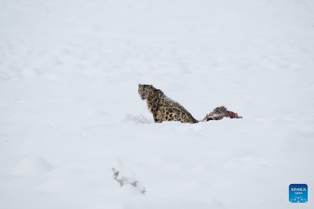 Seekor harimau bintang salji dilihat memakan mangsa di tempat peranginan Lianbao Yeze di kaunti Aba, provinsi Sichuan, barat daya China, 12 April 2026. (Foto oleh Yongdan/Xinhua)