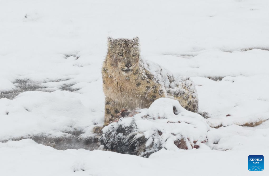 Seekor harimau bintang salji dilihat memakan mangsa di tempat peranginan Lianbao Yeze di kaunti Aba, provinsi Sichuan, barat daya China, 12 April 2026. (Foto oleh Yongdan/Xinhua)