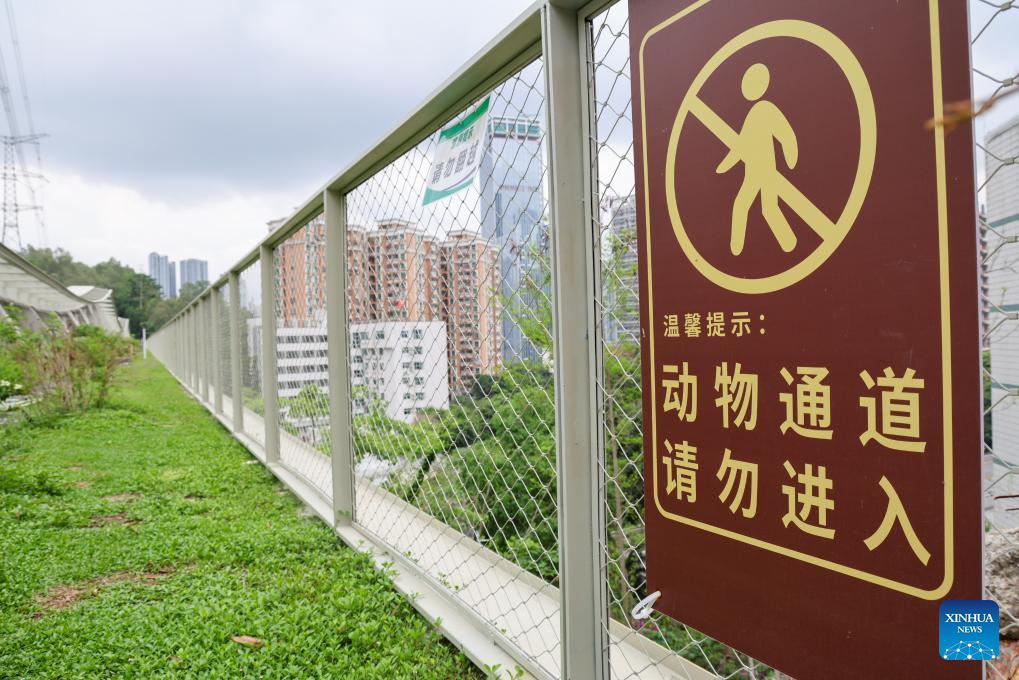 Foto pada 21 April 2026 ini menunjukkan laluan hidupan liar sekitar Jambatan No. 3 Denai Kunpeng di Shenzhen, provinsi Guangdong, selatan China. (Xinhua/Liang Xu)