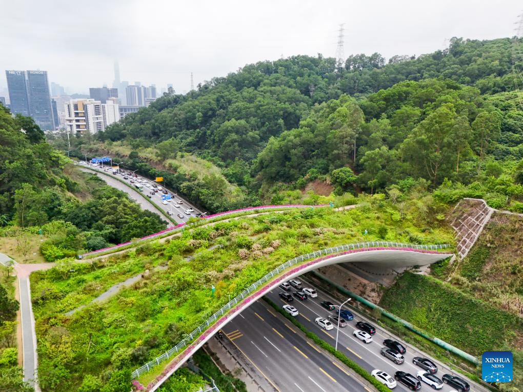 Foto dron pada 21 April 2026 ini menunjukkan pemandangan Jambatan No. 1 Denai Kunpeng di Shenzhen, provinsi Guangdong, selatan China. (Xinhua/Liang Xu)