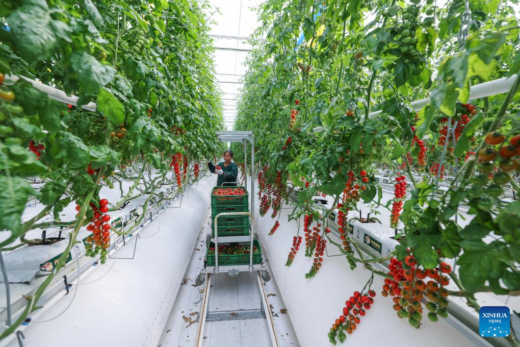 Seorang petani memetik tomato di sebuah rumah hijau di pekan Huangwan, provinsi Zhejiang, timur China, 15 April 2026. (Xinhua/Xu Yu)