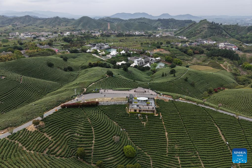 Foto dron pada 8 April 2026 menunjukkan sebuah kebun teh di kampung Huangdu, kaunti Anji, provinsi Zhejiang, timur China. (Xinhua/Huang Zongzhi)