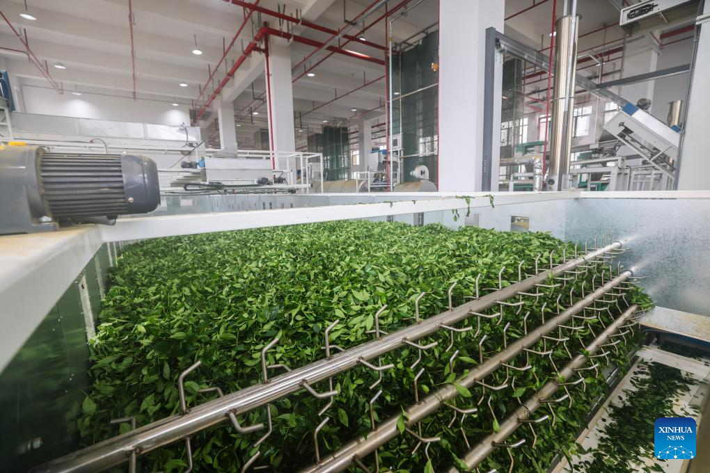 Foto bertarikh 21 April 2026 menunjukkan barisan pengeluaran matcha di sebuah syarikat di kaunti Wuyi, provinsi Zhejiang, timur China. (Xinhua/Xu Yu)