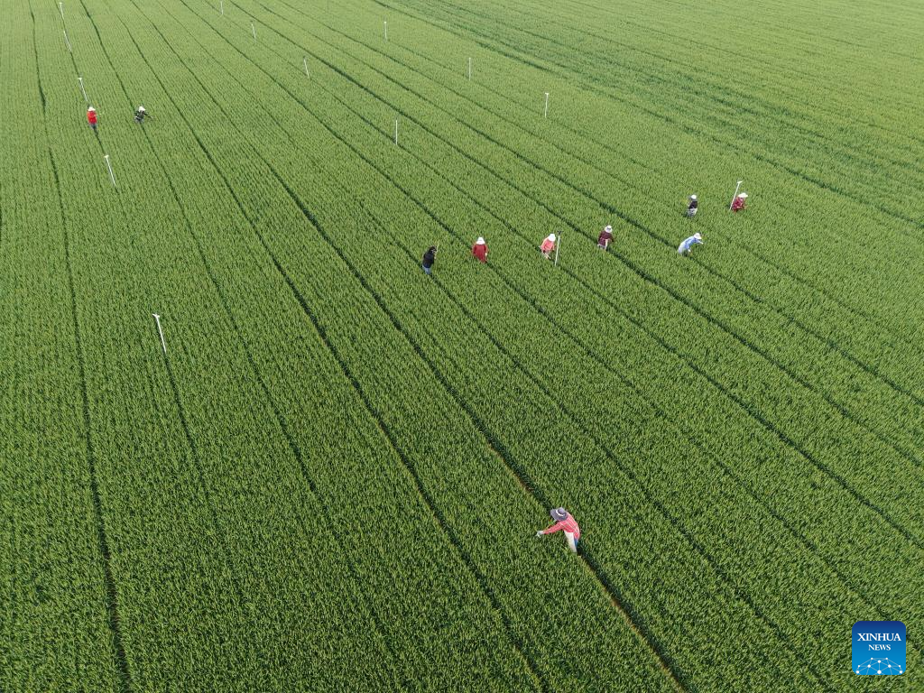 Foto dron bertarikh 28 April 2026 ini menunjukkan petani sedang merumput di sebuah ladang gandum di kampung Diaolizhuang, pekan Huangzhuang di kaunti Wenxian, bandar Jiaozuo, provinsi Henan, tengah China. (Xu Hongxing/Xinhua)