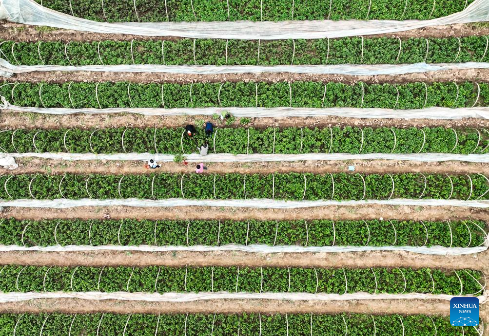 Foto dron bertarikh 27 April 2026 ini menunjukkan seorang petani sedang bekerja di sebuah pangkalan anak benih keledek di kampung Lingshan, pekan Kejing di bandar Jiyuan, provinsi Henan, tengah China. (Miao Qiunao/Xinhua)