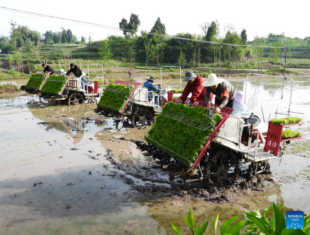 Sukarelawan dan petani mengendalikan mesin pemindah tanaman yang dilengkapi dengan Sistem Satelit Navigasi BeiDou (BDS) untuk menanam anak padi di kampung Jiuyuan, pekan Nanyue di bandar Dazhou, provinsi Sichuan, barat daya China, 25 April 2026. (Deng Liangkui/Xinhua)