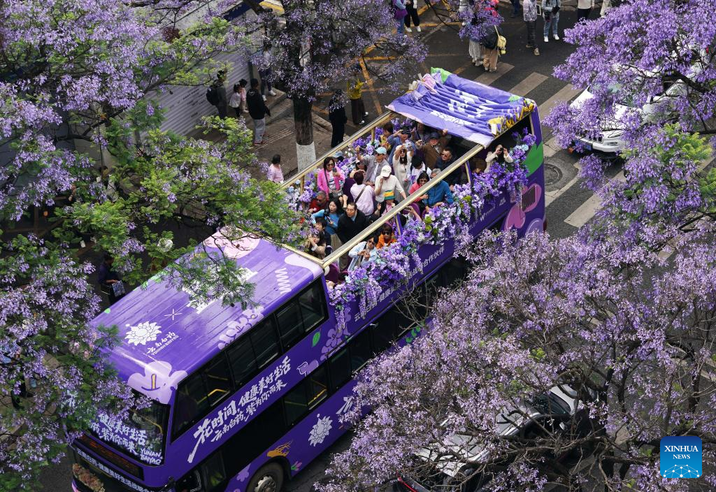 Pelancong menaiki bas persiaran untuk menghayati kecantikan bunga Jacaranda di Kunming, provinsi Yunnan, barat daya China, 26 April 2026. (by Liang Zhiqiang/Xinhua)