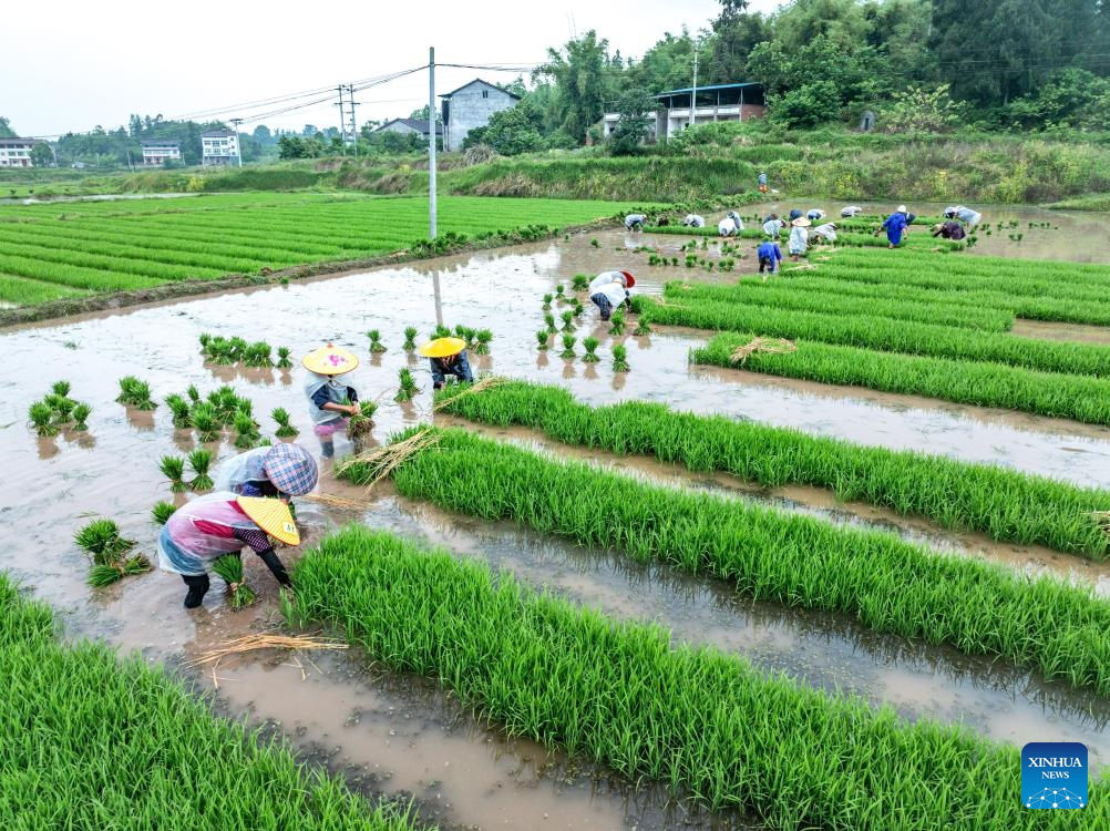 Foto dron bertarikh 26 April 2026 ini menunjukkan petani sedang mengusahakan sebuah sawah di kampung Yuegang, pekan Baishi di bandar Guang’an, provinsi Sichuan, barat daya China. (Zhang Guosheng/Xinhua)