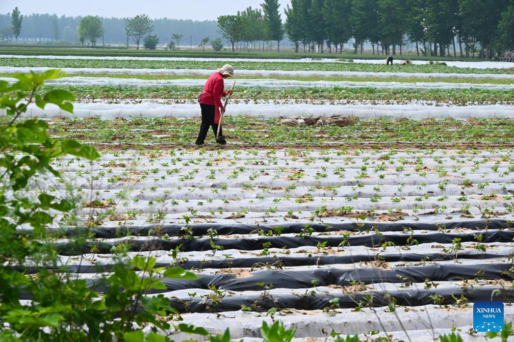 Seorang petani menguruskan anak benih tembikai di sebuah ladang di kampung Baimugang, pekan Fancun di bandar Kaifeng, provinsi Henan, tengah China, 27 April 2026. (Li Junsheng/Xinhua)