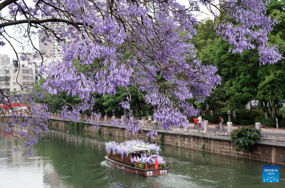 Pelancong menghayati kecantikan bunga Jacaranda dari dalam bot di Kunming, provinsi Yunnan, barat daya China, 27 April 2026. (by Liang Zhiqiang/Xinhua)