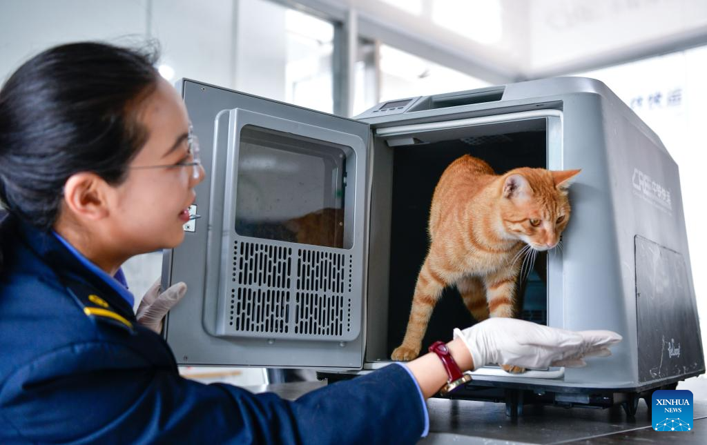 Seorang kakitangan berinteraksi dengan seekor kucing di Stesen Kereta Api Utara Guiyang, provinsi Guizhou, barat daya China, 29 April 2026. (Xinhua/Yang Wenbin)