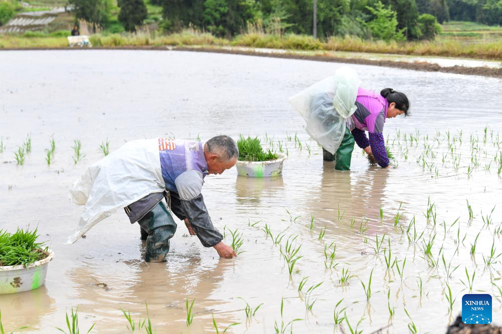 Petani memindahkan anak padi di sebuah sawah di pekan Yuchi, kaunti autonomi Tujia Shizhu di Chongqing, barat daya China, 7 Mei 2026. (Xinhua/Tang Yi)