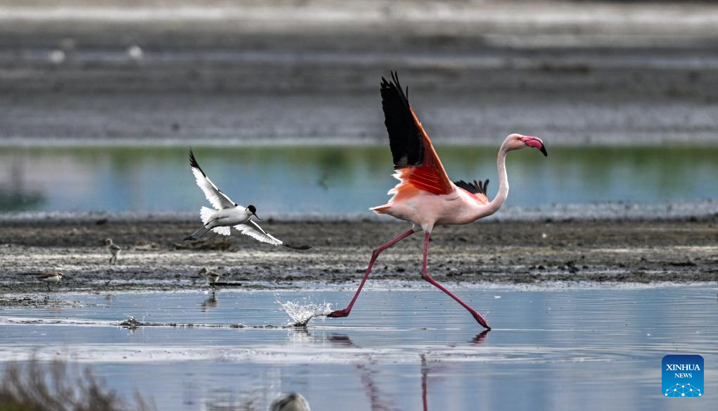 Foto yang diambil pada 6 Mei 2026 menunjukkan burung flamingo dan paruh lengkung berehat di Tanah Basah Tasik Masin Yuncheng di provinsi Shanxi, utara China. (Foto oleh Xue Jun/Xinhua)