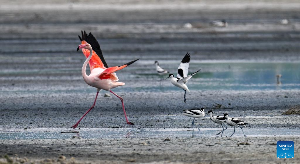 Foto yang diambil pada 6 Mei 2026 menunjukkan burung flamingo dan paruh lengkung berehat di Tanah Basah Tasik Masin Yuncheng di provinsi Shanxi, utara China. (Foto oleh Xue Jun/Xinhua)