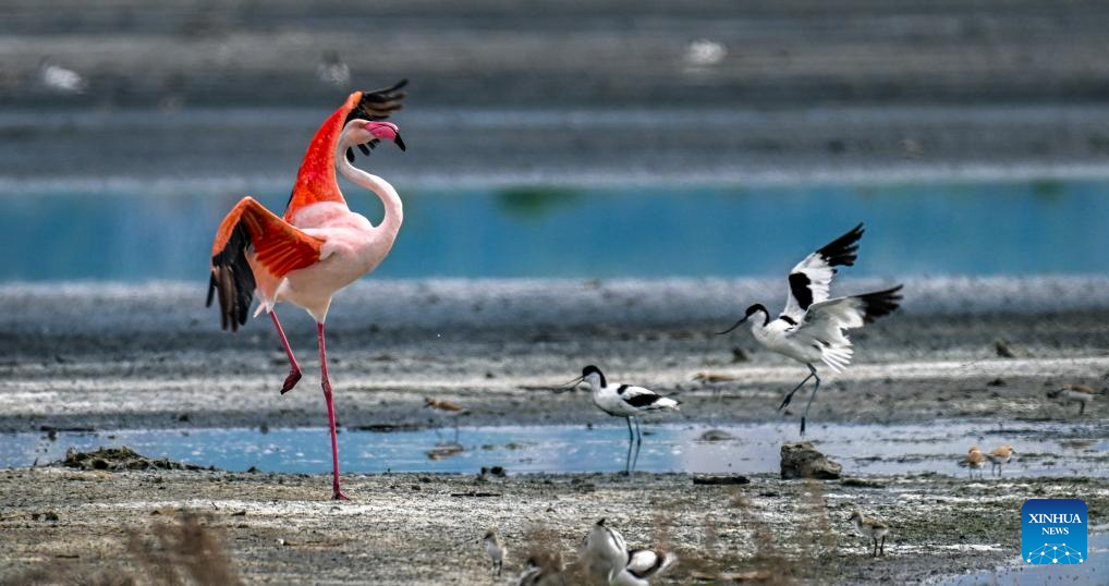 Foto yang diambil pada 6 Mei 2026 menunjukkan burung flamingo dan paruh lengkung berehat di Tanah Basah Tasik Masin Yuncheng di provinsi Shanxi, utara China. (Foto oleh Xue Jun/Xinhua)