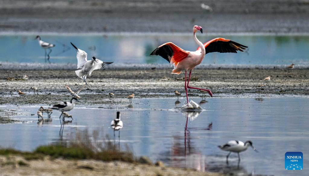 Foto yang diambil pada 6 Mei 2026 menunjukkan burung flamingo dan paruh lengkung berehat di Tanah Basah Tasik Masin Yuncheng di provinsi Shanxi, utara China. (Foto oleh Xue Jun/Xinhua)