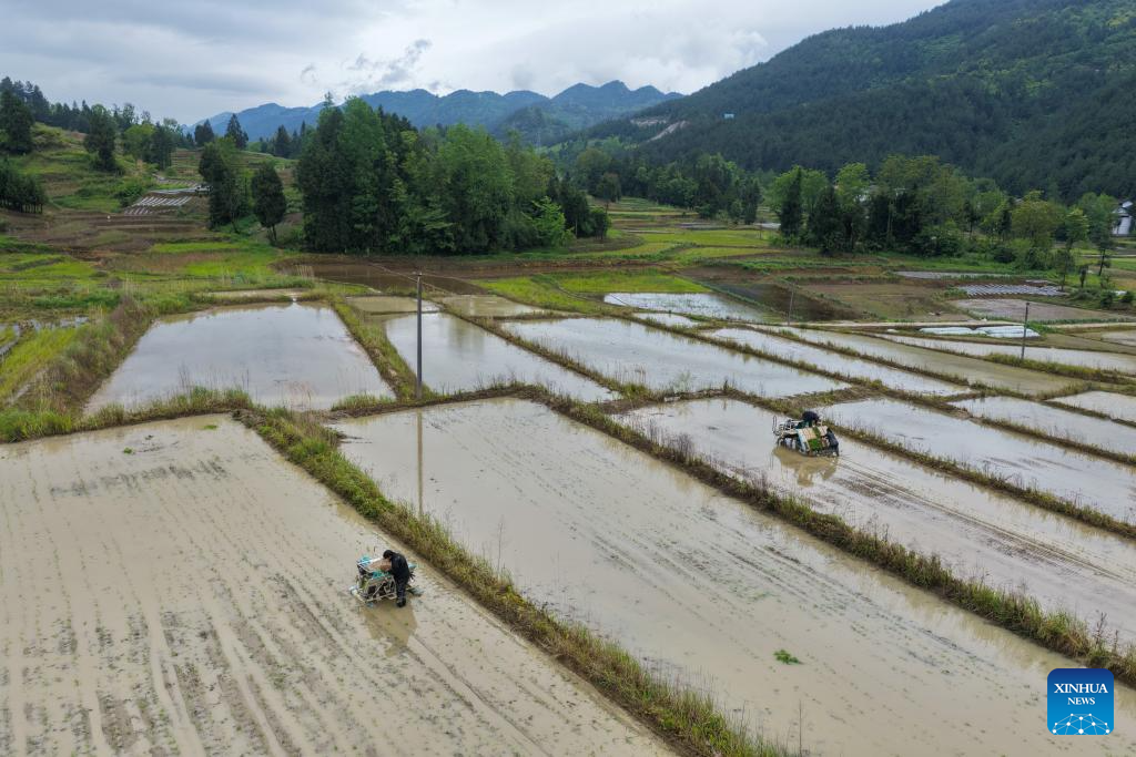Foto dron bertarikh 7 Mei 2026 ini menunjukkan petani sibuk mengusahakan sebuah ladang di pekan Yuchi, kaunti autonomi Tujia Shizhu di Chongqing, barat daya China. (Xinhua/Tang Yi)