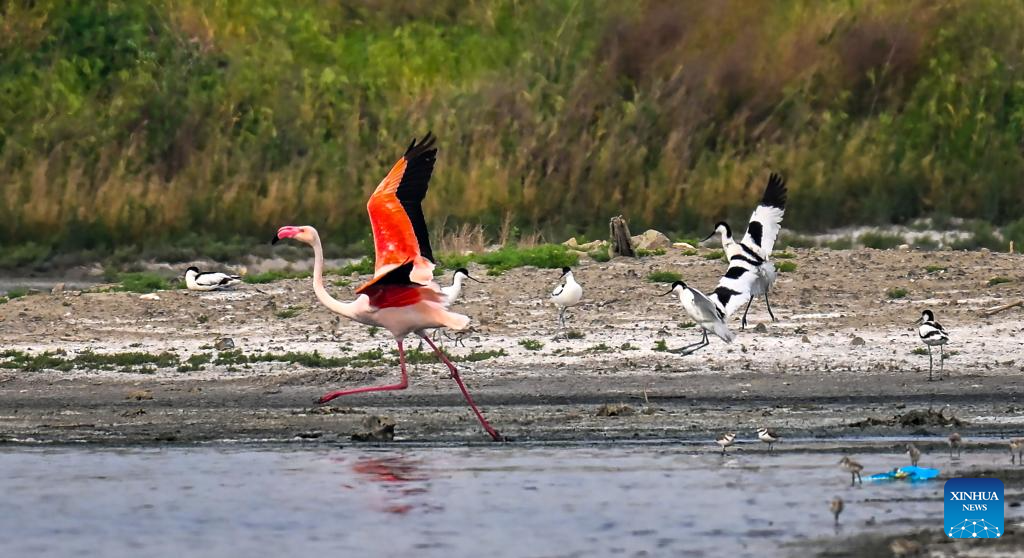 Foto yang diambil pada 6 Mei 2026 menunjukkan burung flamingo dan paruh lengkung berehat di Tanah Basah Tasik Masin Yuncheng di provinsi Shanxi, utara China. (Foto oleh Xue Jun/Xinhua)
