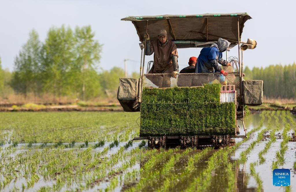 Petani memindahkan anak benih padi di sebuah pangkalan penanaman di bandar Suihua, provinsi Heilongjiang, timur laut China, 11 Mei 2026. (Foto oleh Liu Huapeng/Xinhua)