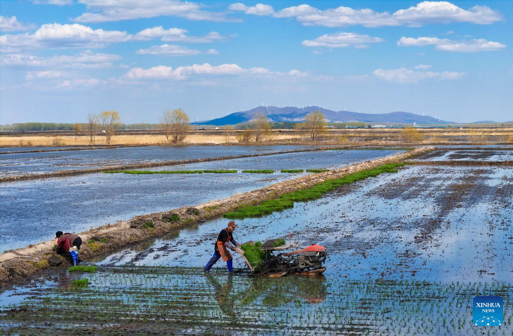 Petani memindahkan anak benih padi di sebuah pangkalan penanaman di bandar Suihua, provinsi Heilongjiang, timur laut China, 11 Mei 2026. (Foto oleh Liu Huapeng/Xinhua)
