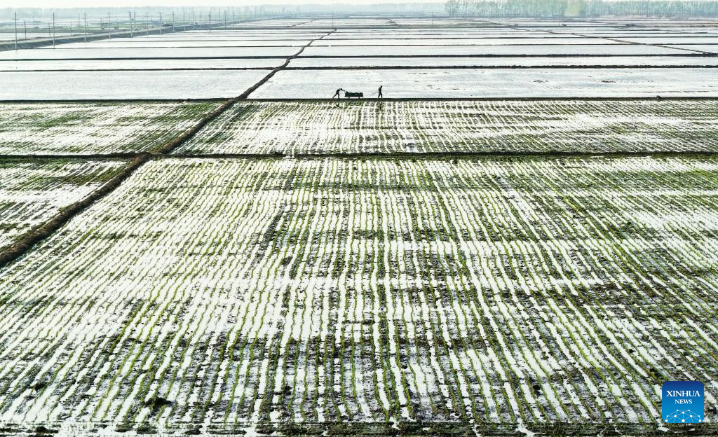 Foto dron ini menunjukkan petani memindahkan anak benih padi di sebuah sawah di bandar Fujin, provinsi Heilongjiang, timur laut China, 8 Mei 2026. (Foto oleh Qu Yubao/Xinhua)