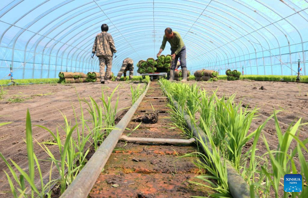 Petani memindahkan anak benih padi di rumah hijau sebuah syarikat pertanian milik Beidahuang Group di provinsi Heilongjiang, timur laut China, 12 Mei 2026. (Foto oleh Xu Yingxian/Xinhua)