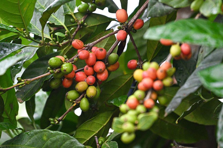 Foto bertarikh 15 Mei 2026 menunjukkan kopi yang ditanam di kampung Paicheng, Wenchang, provinsi Hainan, selatan China. (Xinhua/Pu Xiaoxu)