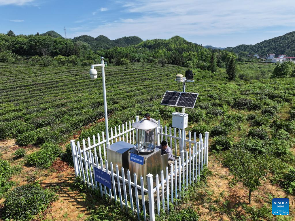 Foto dron menunjukkan pekerja sedang memeriksa peralatan pemantauan makhluk perosak pintar di sebuah kebun teh demonstrasi ekologi di kaunti Qimen, bandar Huangshan, provinsi Anhui, timur China, 16 Mei 2026. (Foto oleh Fan Chengzhu/Xinhua)