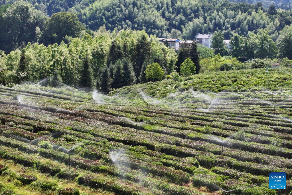 Foto dron menunjukkan sistem pengairan perenjis di sebuah kebun teh demonstrasi ekologi di kaunti Qimen, bandar Huangshan, provinsi Anhui, timur China, 16 Mei 2026. (Foto oleh Fan Chengzhu/Xinhua)