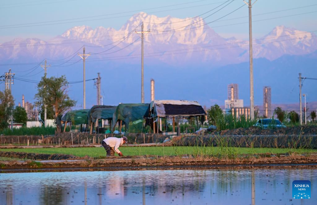Seorang petani memindahkan anak benuh padi di sebuah sawah berlatarkan Gunung Tianshan di daerah Midong, Urumqi, wilayah autonomi Uygur Xinjiang, timur laut China, 18 Mei 2026. (Xinhua/Xu Yue)