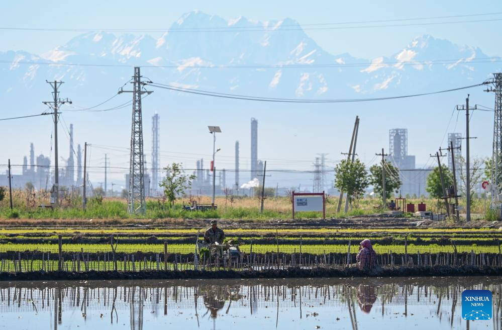 Petani memandu jentera pertanian di sebuah sawah untuk memindahkan anak benih padi di daerah Midong, Urumqi, wilayah autonomi Uygur Xinjiang, timur laut China, 18 Mei 2026. (Xinhua/Wang Fei)