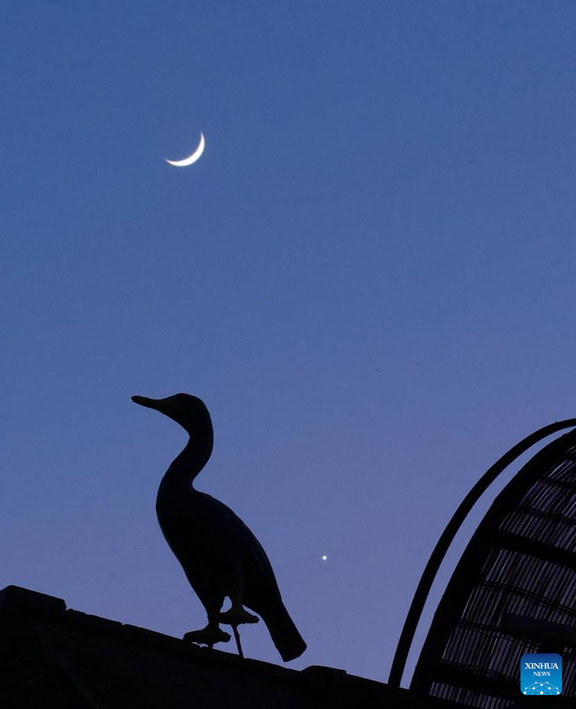 Foto yang diambil pada 19 Mei 2026 ini menunjukkan kemunculan planet Zuhrah di sebelah bulan pada senjakala di Resort Ski Yabuli, provinsi Heilongjiang, timur laut China. (Foto oleh Zeng Dong/Xinhua)