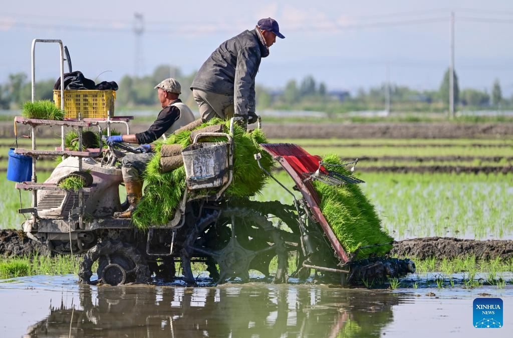 Petani memandu jentera pertanian di sebuah sawah untuk memindahkan anak benih padi di daerah Midong, Urumqi, wilayah autonomi Uygur Xinjiang, timur laut China, 18 Mei 2026. (Xinhua/Wang Fei)