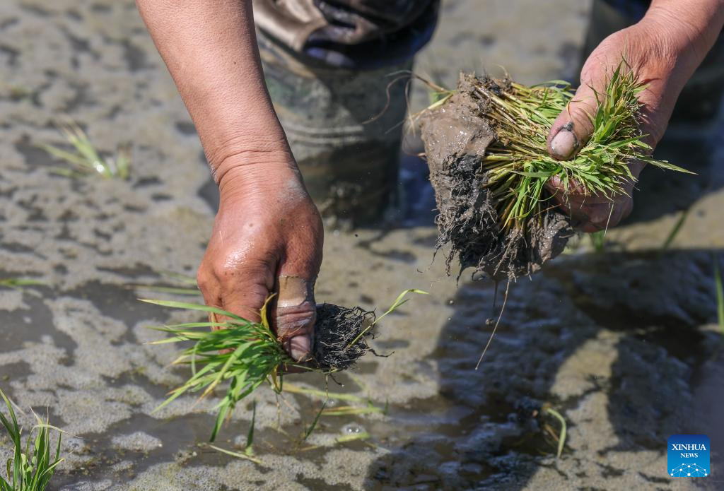 Seorang petani memindahkan anak benuh padi di sebuah sawah berlatarkan Gunung Tianshan di daerah Midong, Urumqi, wilayah autonomi Uygur Xinjiang, timur laut China, 18 Mei 2026. (Xinhua/Xu Yue)