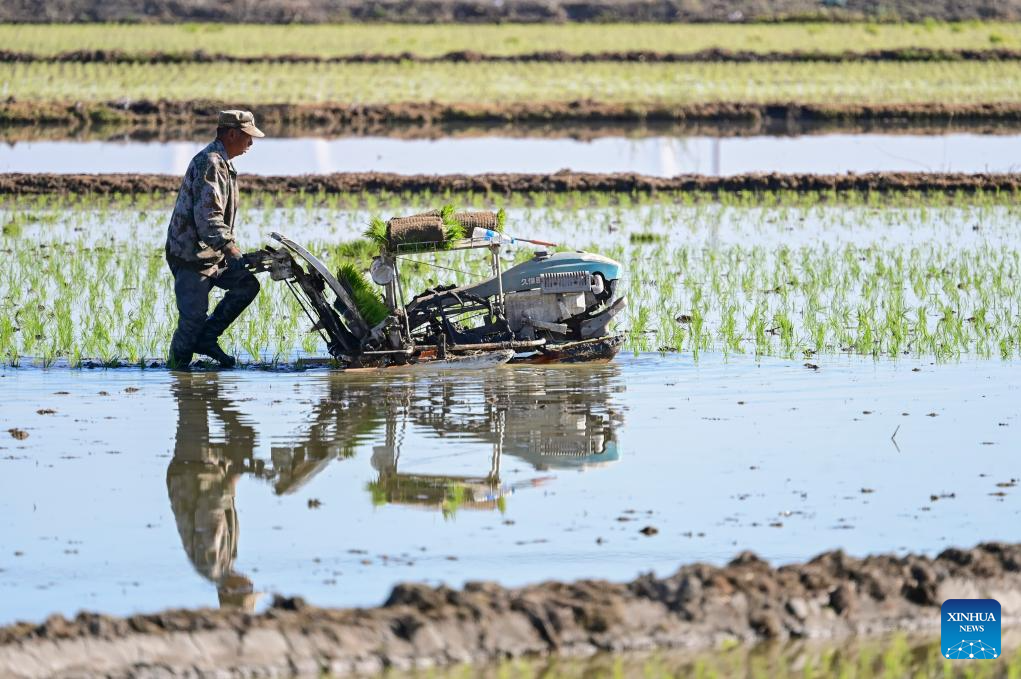 Seorang petani mengendalikan jentera pertanian di sebuah ladang untuk memindahkan anak benih padi di daerah Midong, Urumqi, wilayah autonomi Uygur Xinjiang, timur laut China, 18 Mei 2026. (Xinhua/Wang Fei)