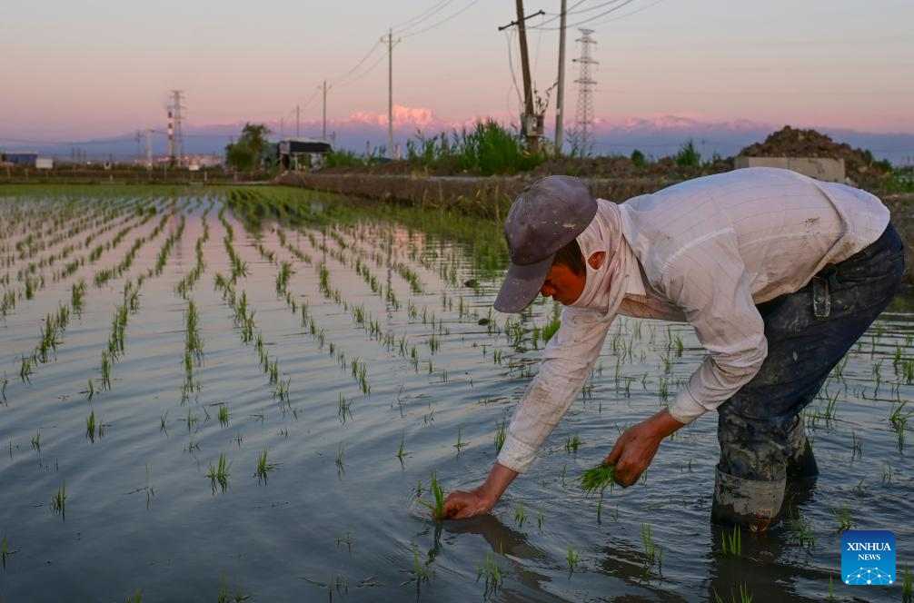 Seorang petani memindahkan anak benuh padi di sebuah sawah berlatarkan Gunung Tianshan di daerah Midong, Urumqi, wilayah autonomi Uygur Xinjiang, timur laut China, 18 Mei 2026. (Xinhua/Xu Yue)