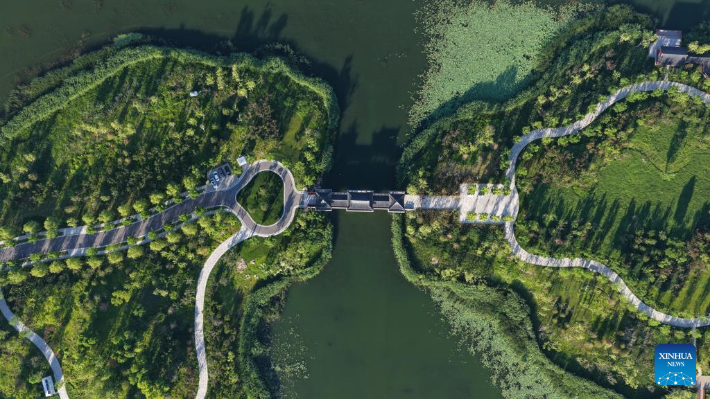 Foto dron yang diambil pada 28 Mei 2026 ini memaparkan pemandangan awal musim panas di daik Yannan di Tasik Baiyangdian, Kawasan Baharu Xiong’an, provinsi Hebei, utara China. (Xinhua/Fan Shihui)