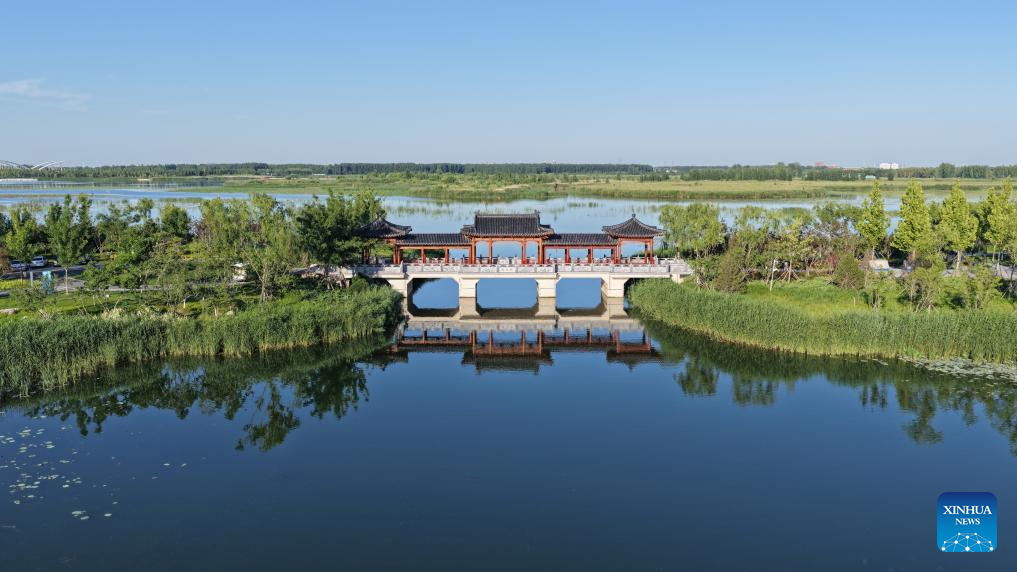 Foto dron yang diambil pada 28 Mei 2026 ini memaparkan pemandangan awal musim panas di daik Yannan di Tasik Baiyangdian, Kawasan Baharu Xiong’an, provinsi Hebei, utara China. (Xinhua/Fan Shihui)