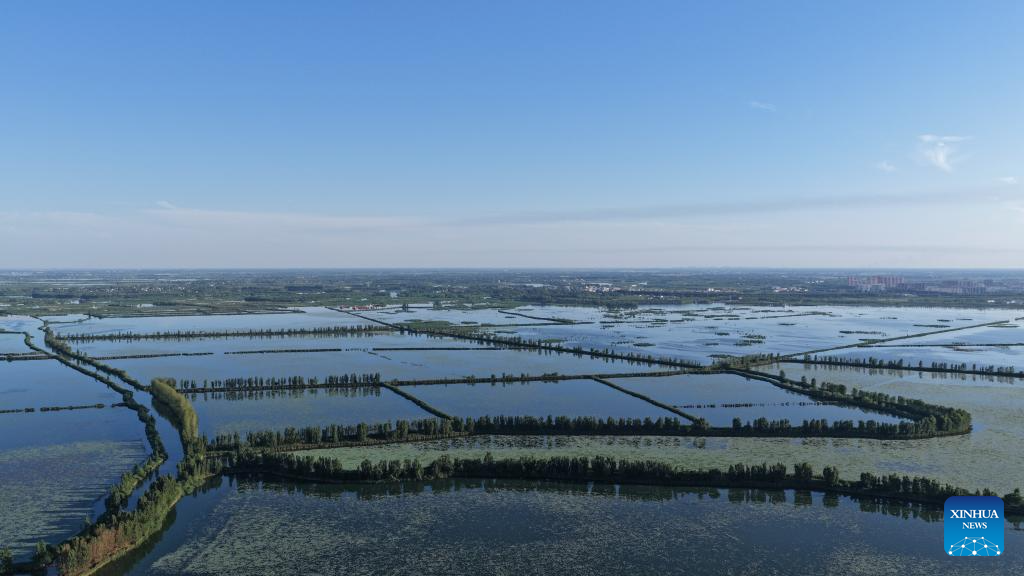Foto dron yang diambil pada 28 Mei 2026 ini memaparkan pemandangan awal musim panas di daik Yannan di Tasik Baiyangdian, Kawasan Baharu Xiong’an, provinsi Hebei, utara China. (Xinhua/Fan Shihui)