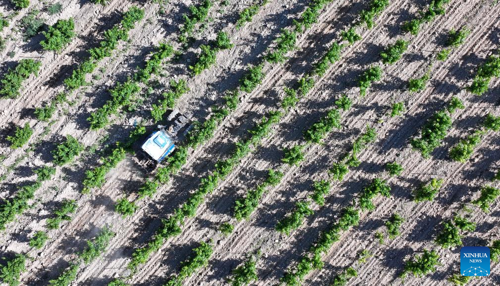 Foto dron bertarikh 9 Jun 2026 menunjukkan jentera pertanian di pangkalan penanaman anggur wain di sebelah timur kaki Gunung Helan, wilayah autonomi Hui Ningxia, barat laut China. (Xinhua/Wang Peng)