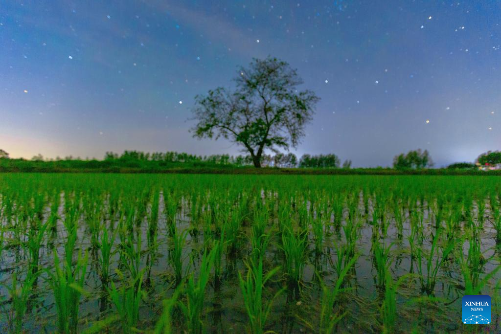 Foto komposit yang diambil pada 29 Mei 2026 ini menunjukkan sawah padi di bawah langit berbintang di bandar Shangzi, provinsi Heilongjiang, timur laut China. (Foto oleh Zeng Dong/Xinhua)