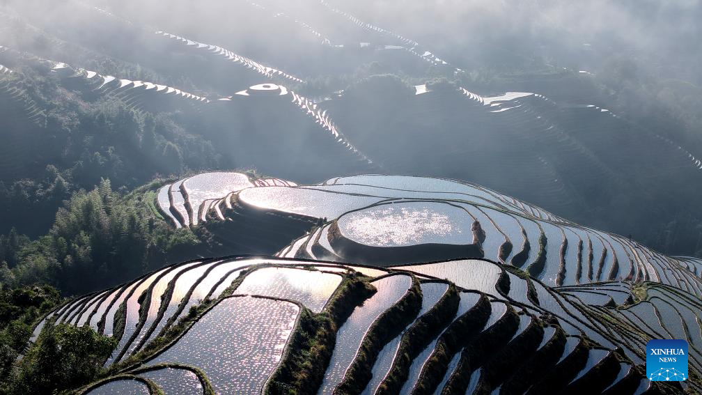 Foto dron bertarikh 14 Jun 2026 ini menunjukkan panorama ladang teres Longji di kaunti autonomi Ge Longsheng, bandar Guilin, wilayah autonomi Zhuang Guangxi, selatan China. (Foto oleh Pan Zhixiang/Xinhua)