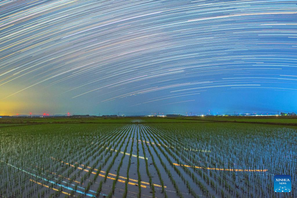 Foto komposit yang diambil pada 29 Mei 2026 ini menunjukkan sawah padi di bawah langit berbintang di bandar Shangzi, provinsi Heilongjiang, timur laut China. (Foto oleh Zeng Dong/Xinhua)