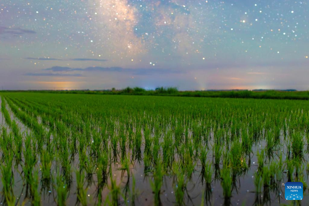 Foto yang diambil pada 11 Jun 2026 ini menunjukkan sawah padi di bawah langit berbintang di bandar Shangzi, provinsi Heilongjiang, timur laut China. (Foto oleh Zeng Dong/Xinhua)